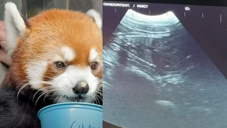 Cincinnati Zoo Expects Twin Red Panda Cubs