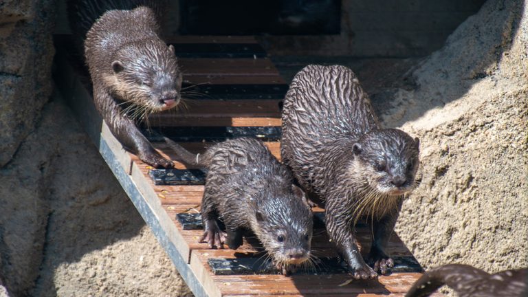 Cincinnati Zoo Welcomes New Otter Pups
