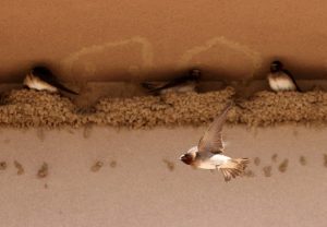 Cliff Swallows Find Home Under Casper Marketplace