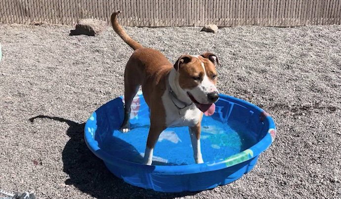 Clyde Seeks Forever Home