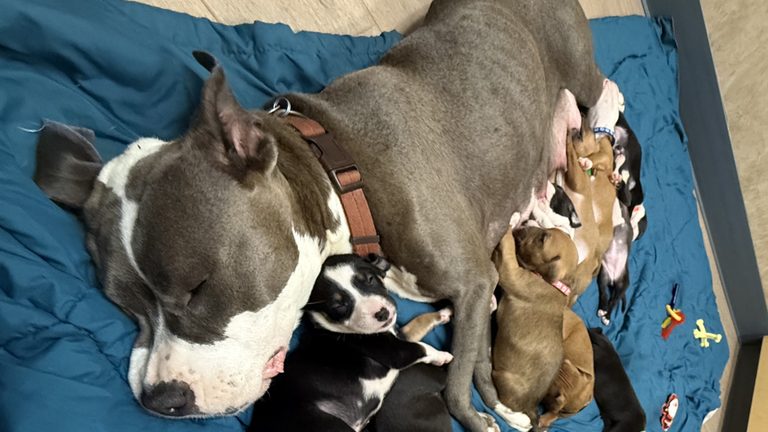 Colorado Rescue Seeks Help For Malnourished Mother Dog