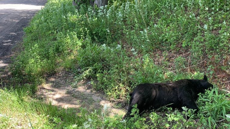 Connecticut Authorities Seek Information On Black Bear Found Dead In Burlington 2