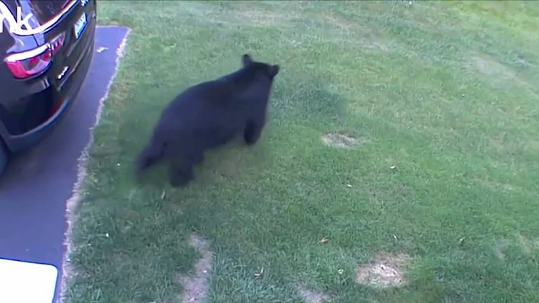 Connecticut Bear Interactions On The Rise