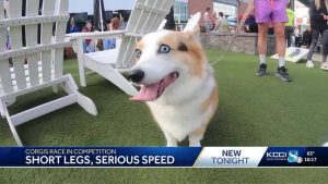 Corgi Cup Races At Smash Park