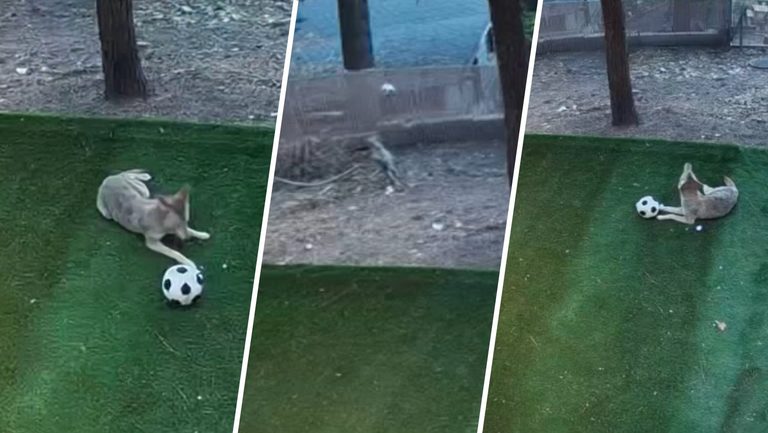 Coyote Plays Soccer In Ca Backyard