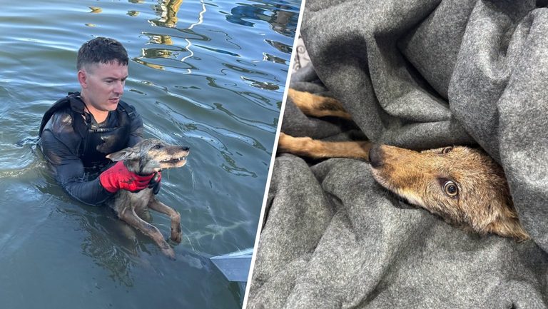 Coyote Pup Rescued From Florida Lake