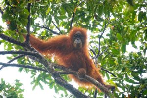 Cyclone Devastates Orangutan Population