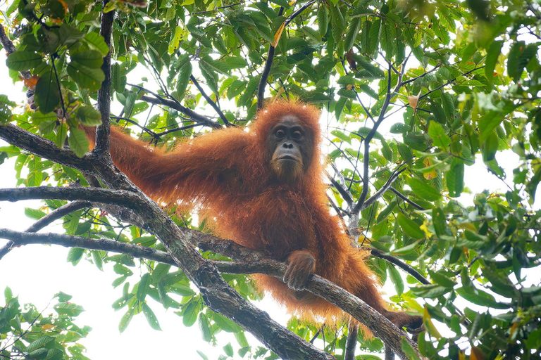 Cyclone Devastates Orangutan Population