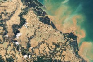 Cyclone Devastates Orangutan Population