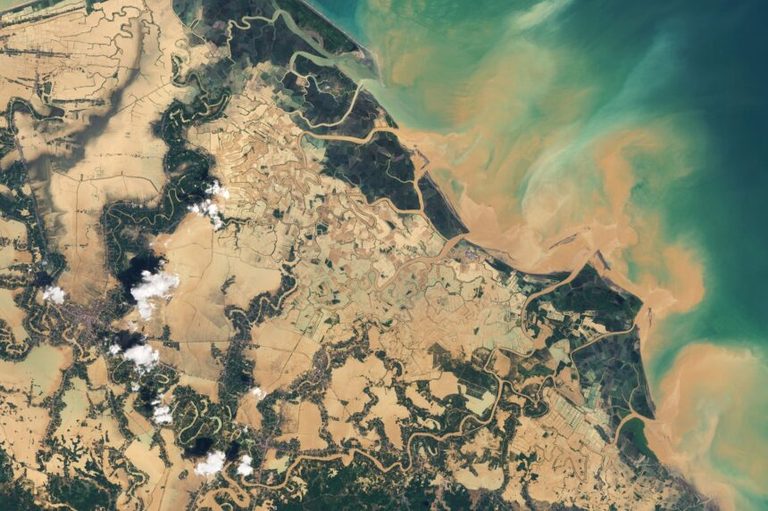 Cyclone Devastates Orangutan Population