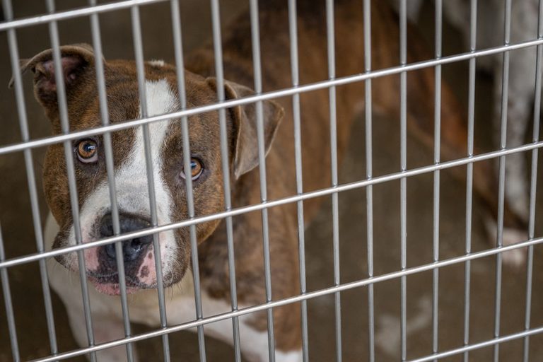 Dallas Animal Services Reaches Capacity