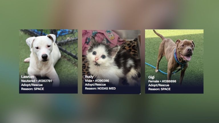 Dallas Animal Shelter Over Capacity