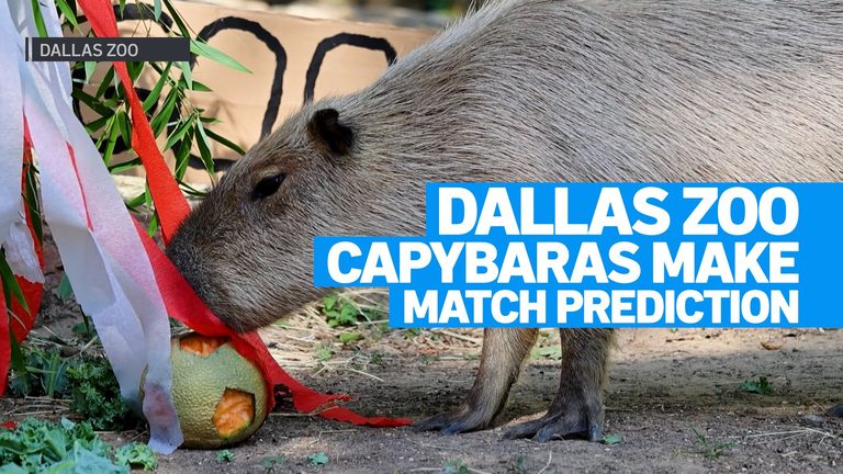 Dallas Zoo Capybaras Make World Cup Prediction
