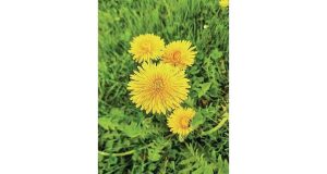 Dandelions Useful Plants