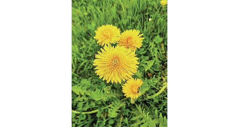 Dandelions Useful Plants
