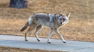 Deadly Fox Tapeworm Detected In West Coast Wildlife