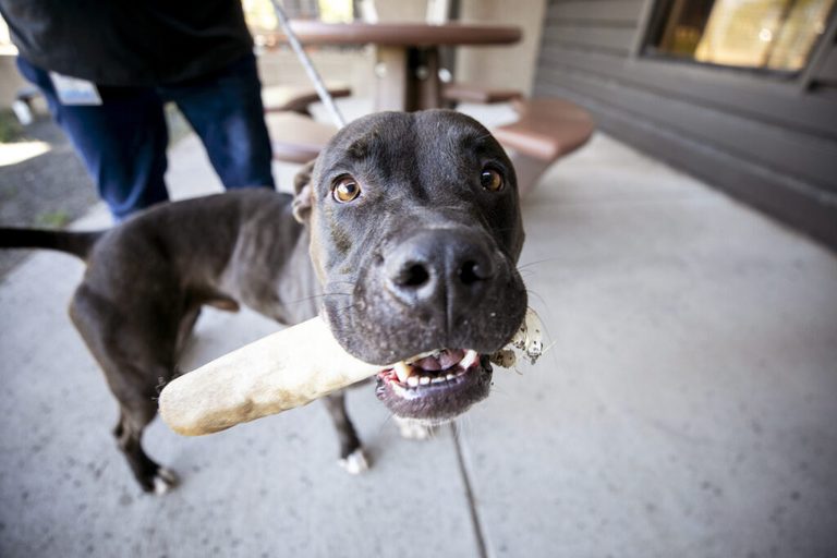Denver Residents Asked To Catch Stray Dogs