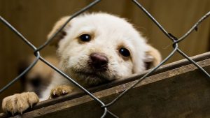 Dfw Animal Shelters Over Capacity