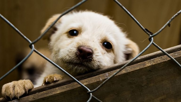 Dfw Animal Shelters Over Capacity