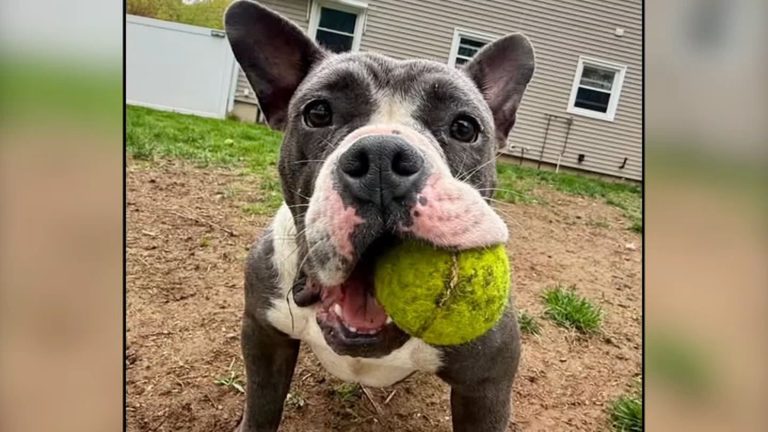 Dog Stolen On Saugus Trail