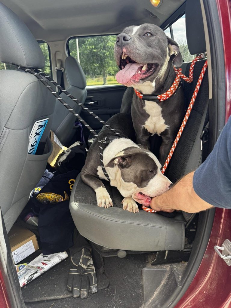 Dogs Abandoned At I 84 Rest Stop