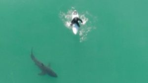 Drone Warns Surfer Of Shark Off California Coast