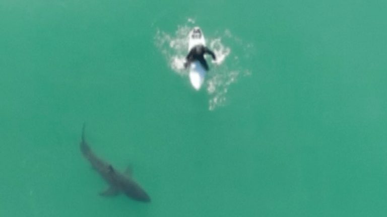 Drone Warns Surfer Of Shark Off California Coast