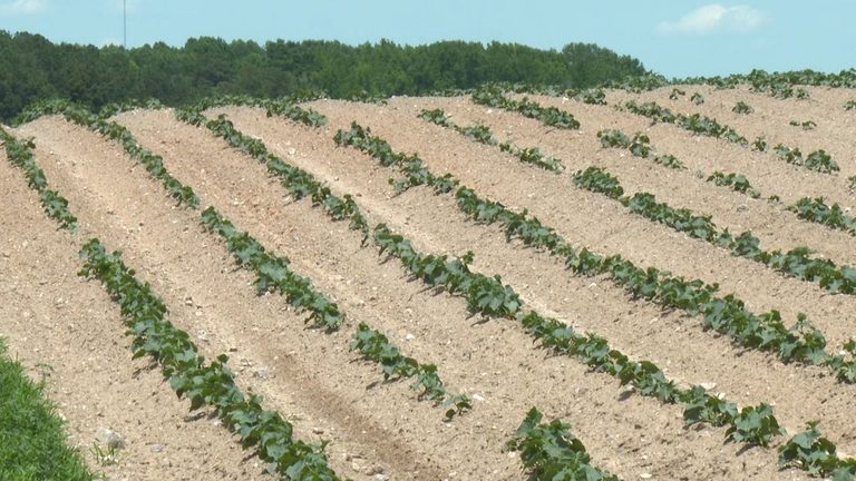 Drought Affects Nc Farmers