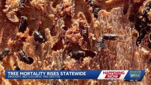 Drought Bark Beetles Kill 200 000 Acres Of Trees