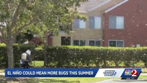 El Ni O Brings Increased Pest Activity To Florida