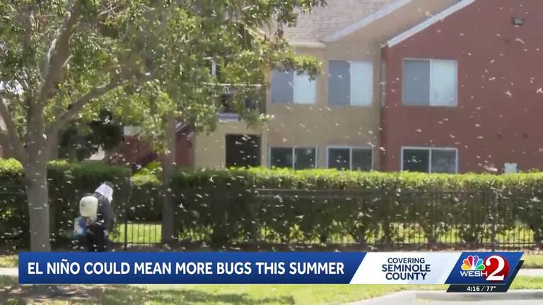El Ni O Brings Increased Pest Activity To Florida