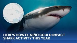 El Ni O May Bring More Sharks To Us Coastlines