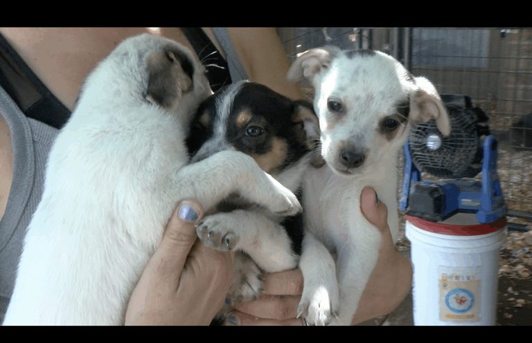 El Paso Animal Rescue To Close