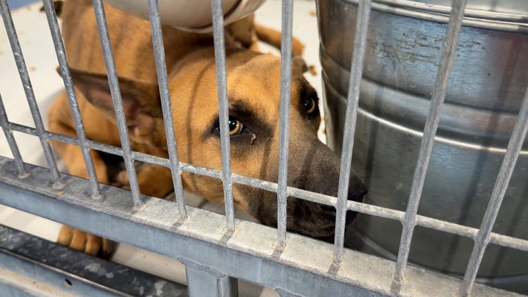 El Paso Animal Services Overwhelmed