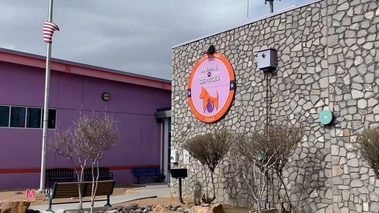 El Paso Animal Services Sees Surge In Pets