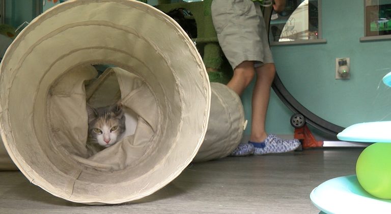 El Paso Cat Cafe