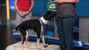 Fayetteville Animal Shelter Features Birdie