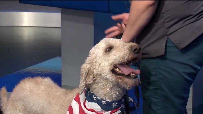 Fayetteville Animal Shelter Seeks Home For Alfredo