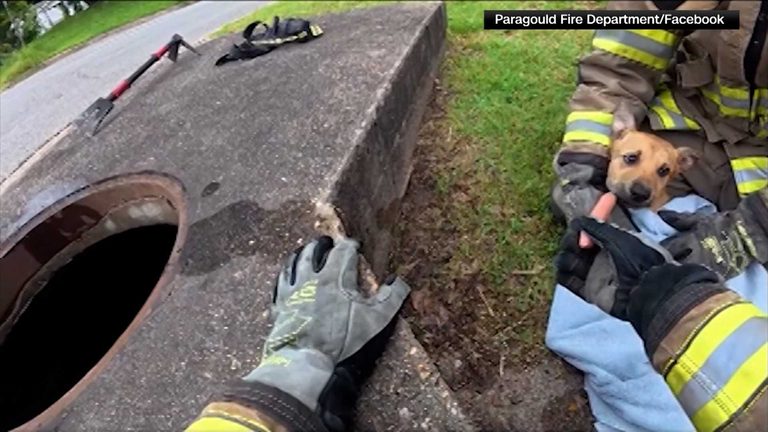 Firefighters Rescue Puppy From Storm Drain