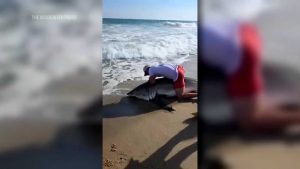 Fisherman Catches Releases White Shark