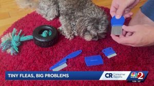 Flea Infestations Tips For Pet Owners