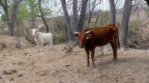 Flesh Eating Screwworm Found In Texas Calf