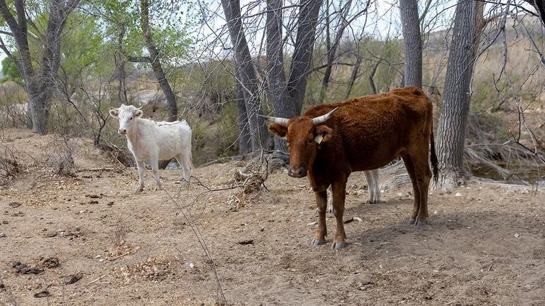 Flesh Eating Screwworm Found In Texas Calf