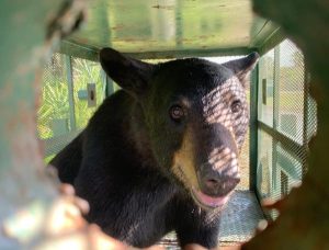 Florida Black Bear Killed In Collision