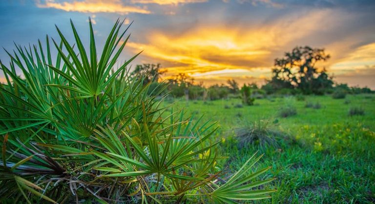 Florida Economy To Slow Down