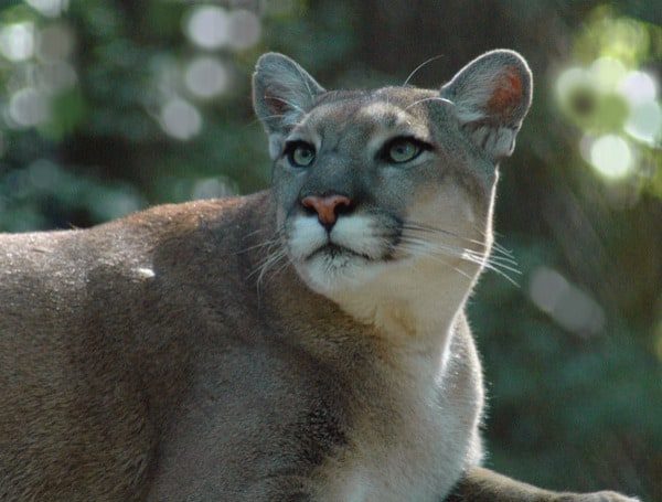 Florida Panther Dies In Car Strike