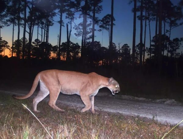 Florida Panther Found Dead