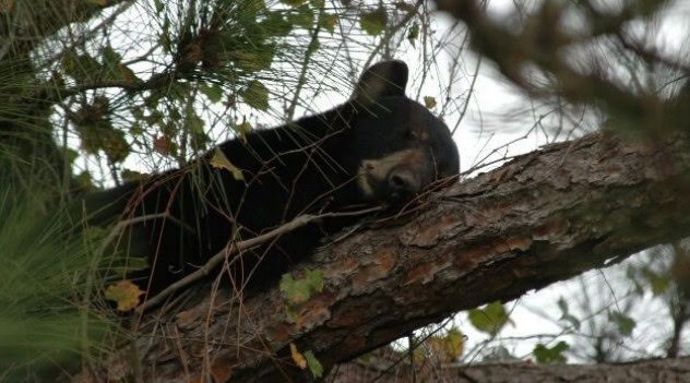 Florida Residents Warned Of Juvenile Bears