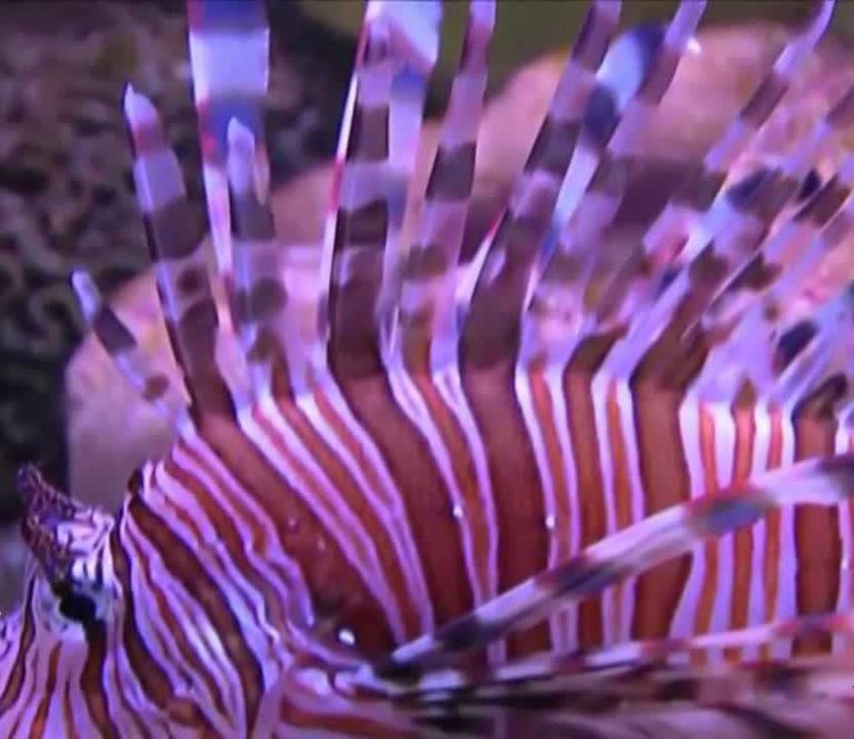 Florida S Lionfish Challenge