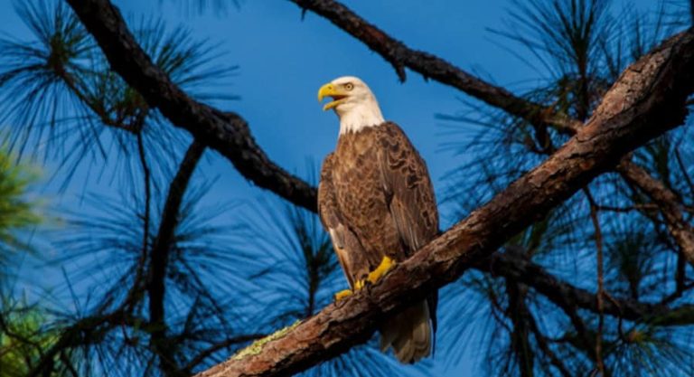 Florida State Parks Free For 4Th Of July Weekend